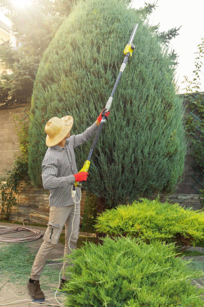 Best Sod Installation  in Watertown, TN